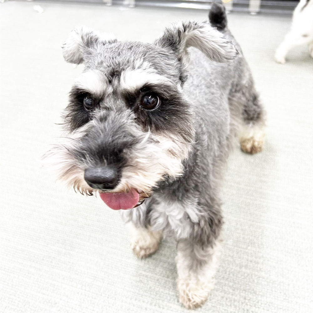 生徒が撮影したモデル犬の写真♪①